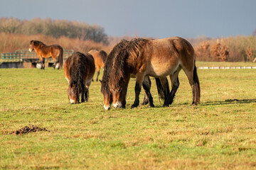 A herd of wild Exmoor ponies, against a blue sky in a nature reserve in Fochteloo, The Netherlands. Selective focus, food, blue, sun.
