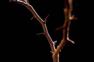 ramas marrones con espinas sobre fondo oscuro
