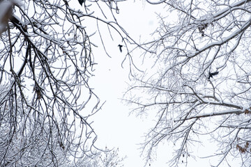 Tree branches are covered with a layer of the first snow. Hello winter concept