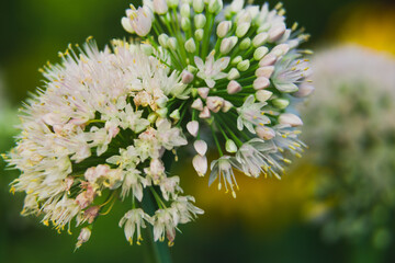 Closeup of white onions flowers on summer field.