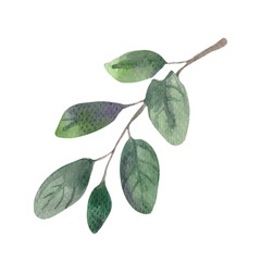 Hand-drawn watercolor leaf twig, a separate element for your design