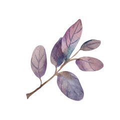 Hand-drawn watercolor leaf twig, a separate element for your design