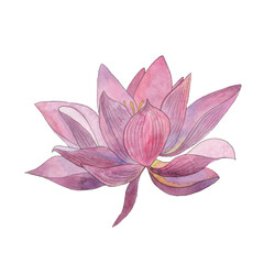 A hand-drawn watercolor flower, a separate element for your design 