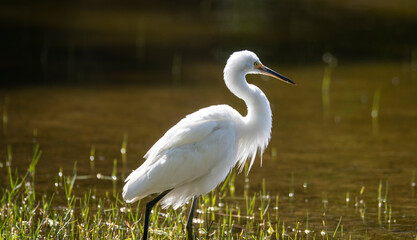 Australian Little Egret (,Egretta garzetta) at Lake Joondalup, Edgewater, Western Australia