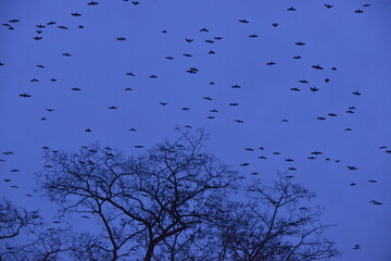 Migrating American Crows