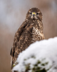 Common Buzzard portrait in winter scenery