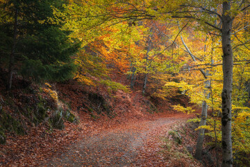 Colorful Autumn forest path with beech trees at Manteigas - Serra da Estrela - Portugal. 