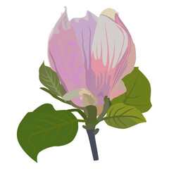 Fototapeta premium Beautiful magnolia tree flower. Flowering spring magnolia, vector Illustration