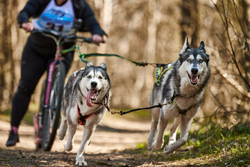 Running Siberian Husky sled dogs in harness pulling scooter on autumn forest dry land, outdoor Husky dogs scootering. Autumn dog scootering championship in woods of running Siberian Husky dogs © TRAVELARIUM