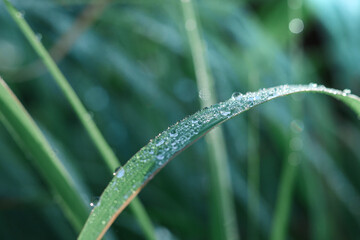 Naklejka premium embun di pagi hari