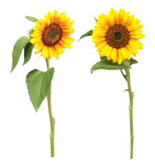 Poster Sunflowers with different views, transparent background © Marina Lohrbach