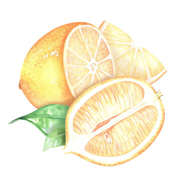 Composition with lemon slices. Sliced fruit. Watercolor illustration. Isolated on a white background. For design nature prints, kitchen accessories, product packaging with citrus acid or scent
