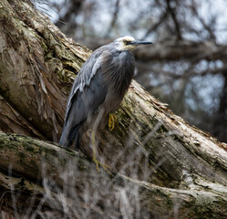 Beautiful Australian White-faced Heron, (Egretta novaehollandiae) in Paperbark tree woodland at the edge of Lake Joondalup, Edgewater, Yellagonga Regional Park, Western Australia