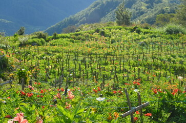 mountains, benguet, landscape, view, background, field, green, beuty, nature, sky, clouds, flowers