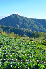 mountains, benguet, landscape, view, background, field, green, beuty, nature, sky, clouds, flowers