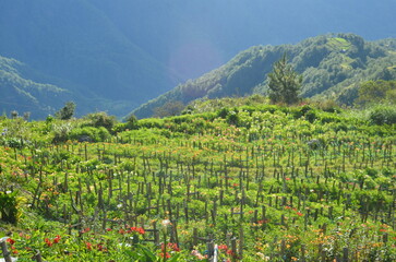 Fototapeta na wymiar mountains, benguet, landscape, view, background, field, green, beuty, nature, sky, clouds, flowers