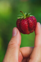 Strawberry in hand on a green background
