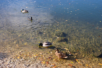 Mallard ducks in a river and colorful autumn leaves. Selective focus.