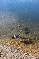 Mallard ducks in a river and colorful autumn leaves. Selective focus.