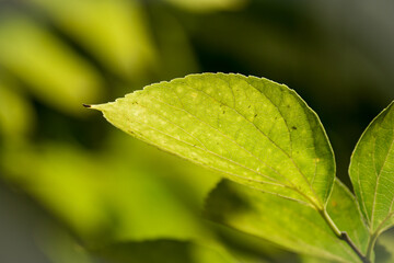 Seeing a leaf through the light
