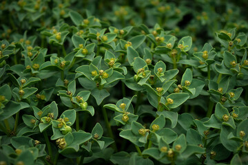 green leaves background