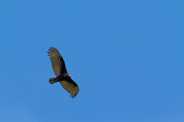 vulture in flight
