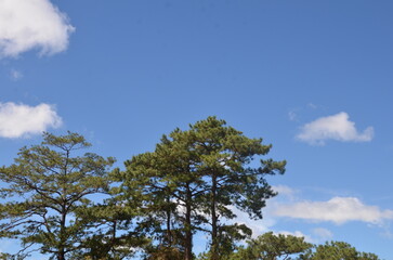 trees, clouds, background, view, sky, horizon, blue