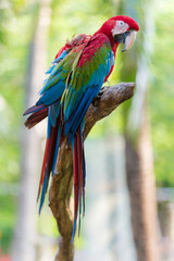 Group of colorful macaw on branches
