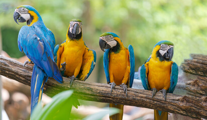 Group of colorful macaw on branches