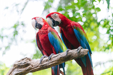 Group of colorful macaw on branches