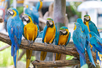 Group of colorful macaw on branches