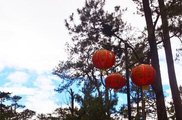chinese, lantern, red, holiday, background, trees, landscape, green, pine, new year, celebration, hanging