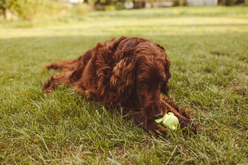 Happy funny Irish Setter dog enjoying and playing with ball toy outdoors. 
