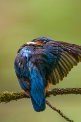 Common Kingfisher