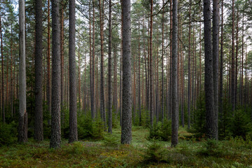 Fototapeta na wymiar Tree forest landscape. Forest therapy and stress relief