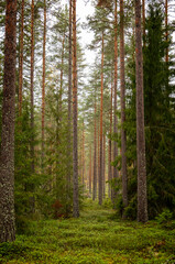 Fototapeta premium Tree forest landscape. Forest therapy and stress relief