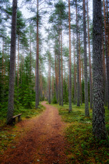 Tree forest landscape. Forest therapy and stress relief