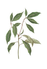 Vintage style illustration of plants