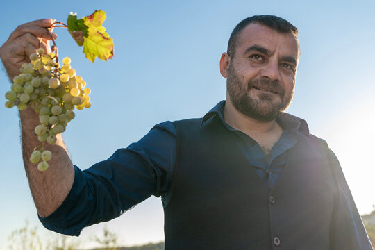 The Pleasure of Harvesting Grapes