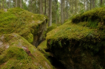 Tree forest landscape. Forest therapy and stress relief