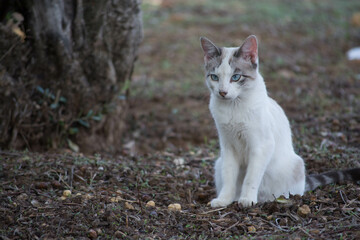 Gatos salvajes en el campo. Horizontal y vertical. 