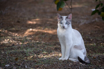 Gatos salvajes en el campo. Horizontal y vertical. 