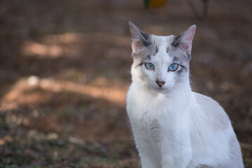 Obraz premium Gatos salvajes en el campo. Horizontal y vertical. 