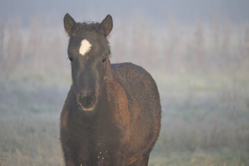 Portrait of a colt. Foal on the meadow covered with frost, ice.