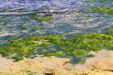 Green algae on the rocks on the Mediterranean coast.