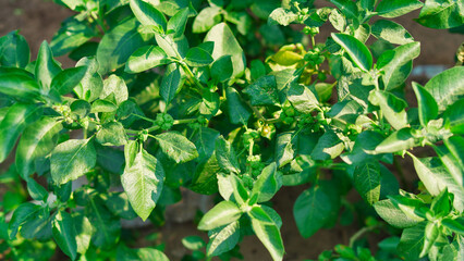 Withania somnifera plant known as Ashwagandha. Indian ginseng herbs, poison gooseberry, or winter cherry green leaves. Ashwagandha Benefits For weight, stress and healthcare