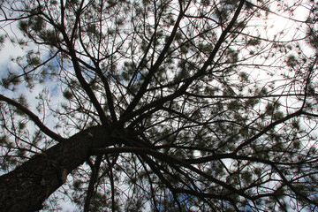 pine tree in australia 