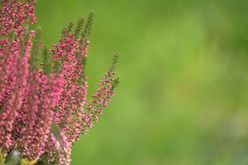 Obraz premium calluna vulgaris in the garden
