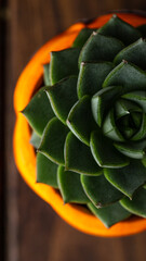Succulent in an orange pot on top. Echeveria in a pot