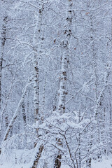 Obraz premium Winter forest, snow-covered pines and birches.